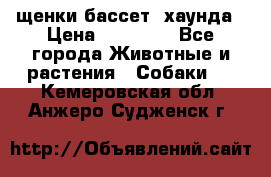 щенки бассет- хаунда › Цена ­ 20 000 - Все города Животные и растения » Собаки   . Кемеровская обл.,Анжеро-Судженск г.